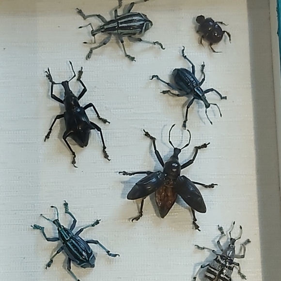 Framed Taxidermy Real Bug Art 7" x 8½" - Picture 2 of 5